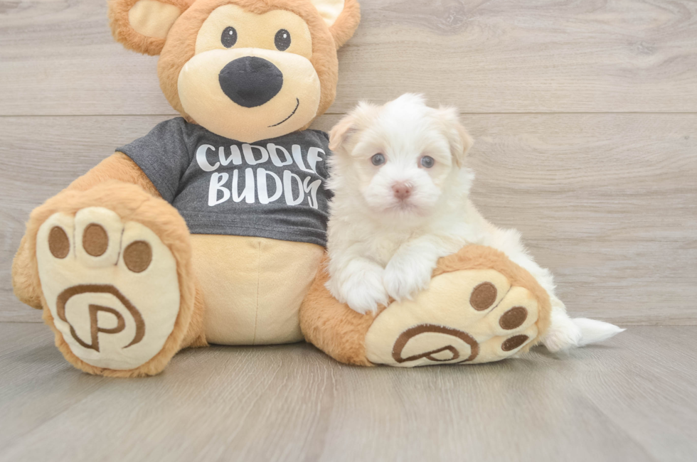 5 week old Havanese Puppy For Sale - Puppy Love PR