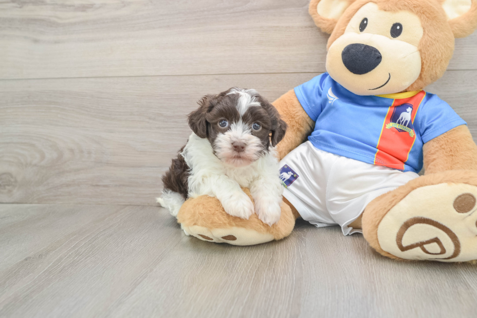 Havanese Pup Being Cute
