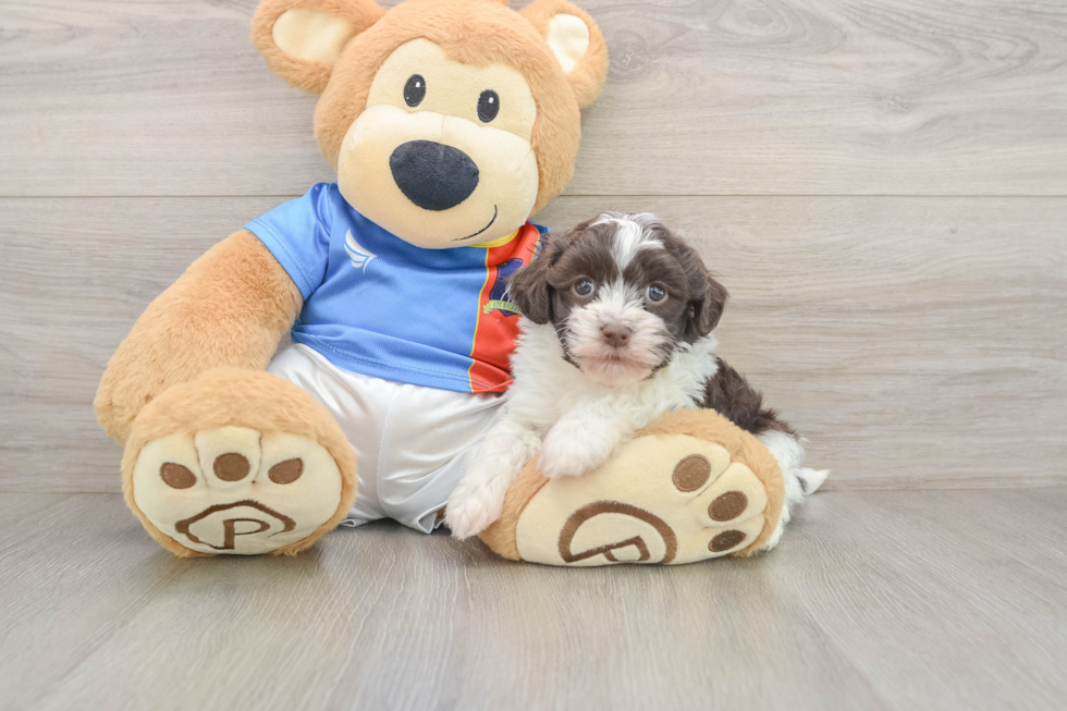 Havanese Pup Being Cute
