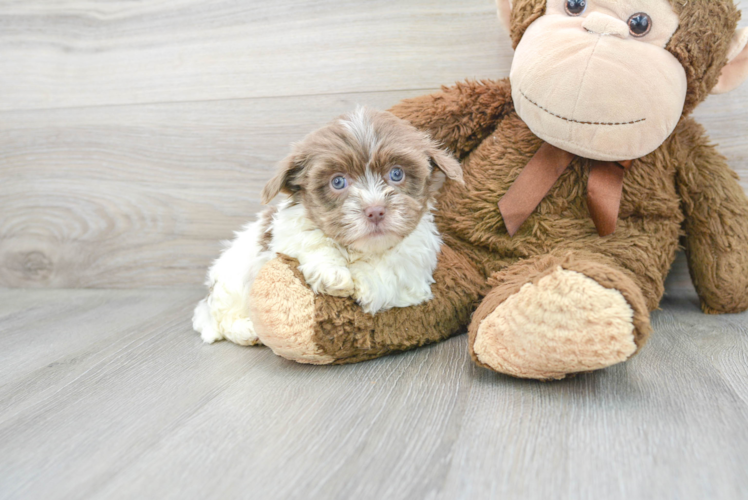 Cute Havanese Baby