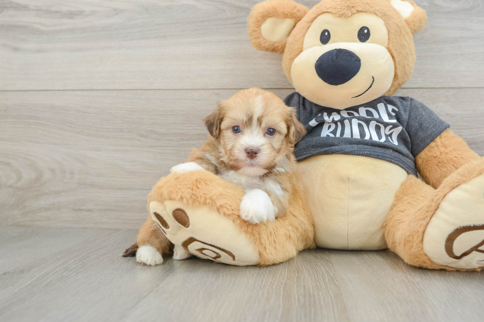 Hypoallergenic Havanese Purebred Pup