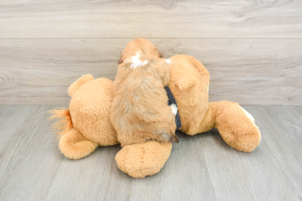 Popular Havanese Baby