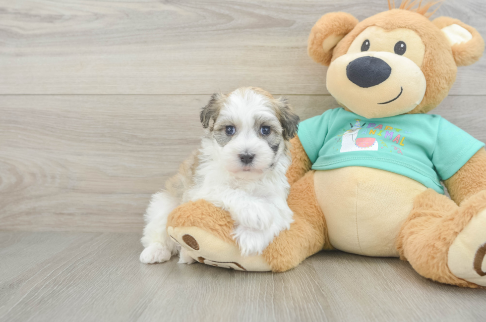 5 week old Havanese Puppy For Sale - Puppy Love PR