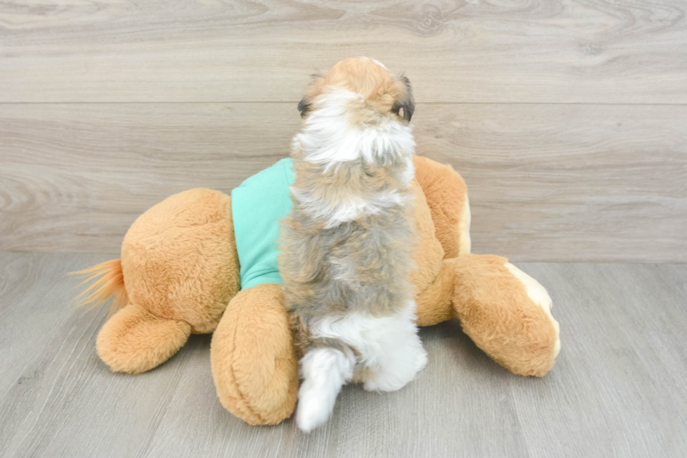 Havanese Pup Being Cute