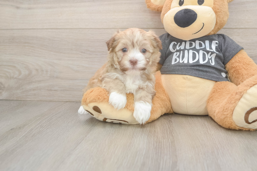 5 week old Havanese Puppy For Sale - Puppy Love PR