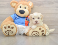 6 week old Havanese Puppy For Sale - Puppy Love PR
