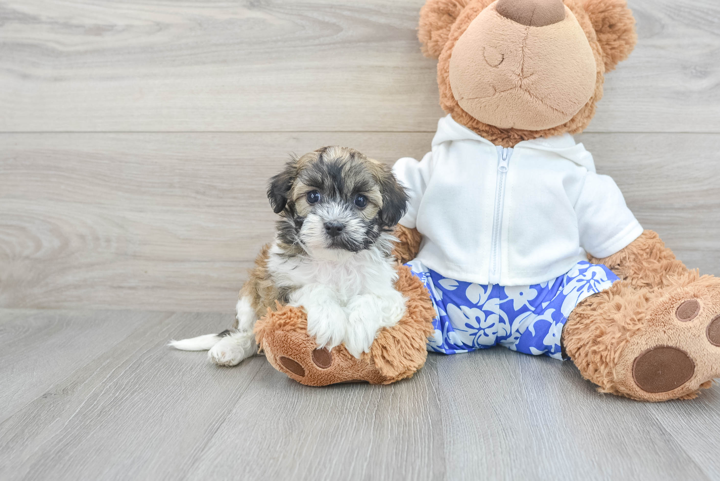 Best Havanese Baby