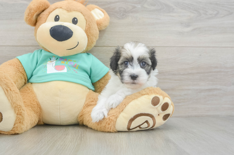 5 week old Havanese Puppy For Sale - Puppy Love PR