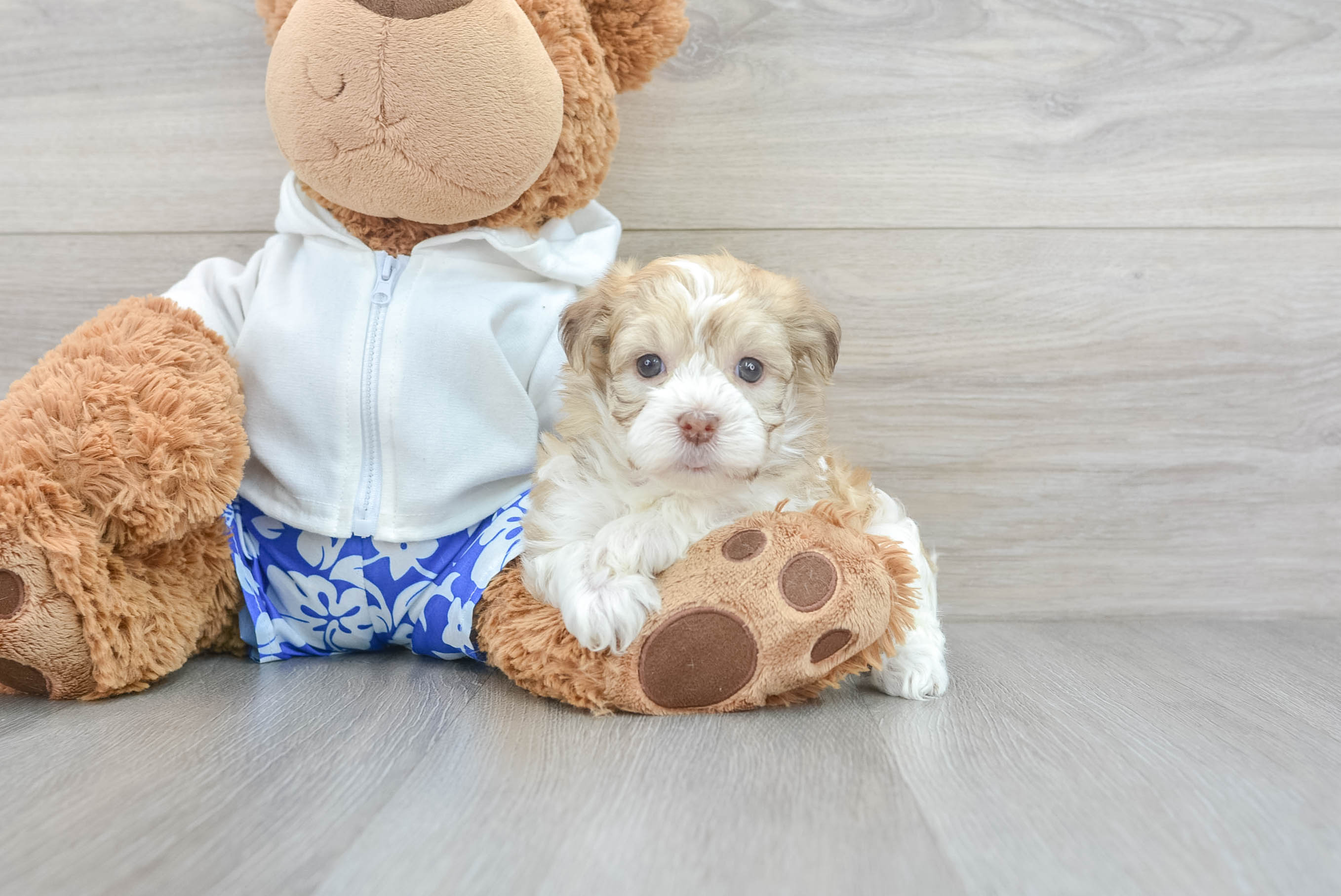 Popular Havanese Baby