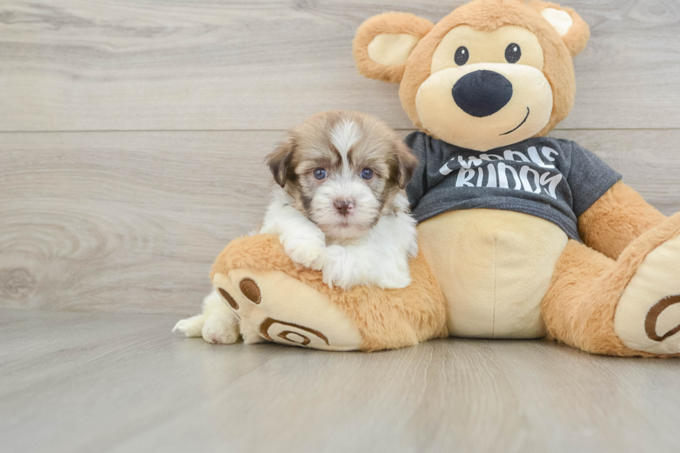 Akc Registered Havanese Purebred Pup