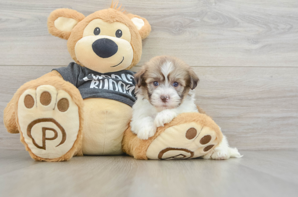 5 week old Havanese Puppy For Sale - Puppy Love PR