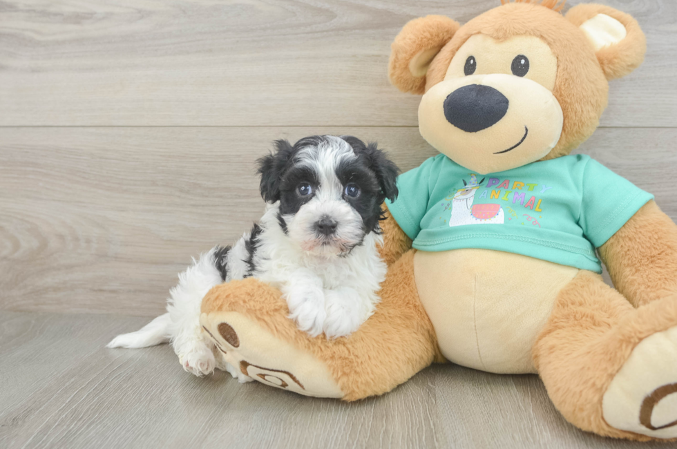 6 week old Havanese Puppy For Sale - Puppy Love PR