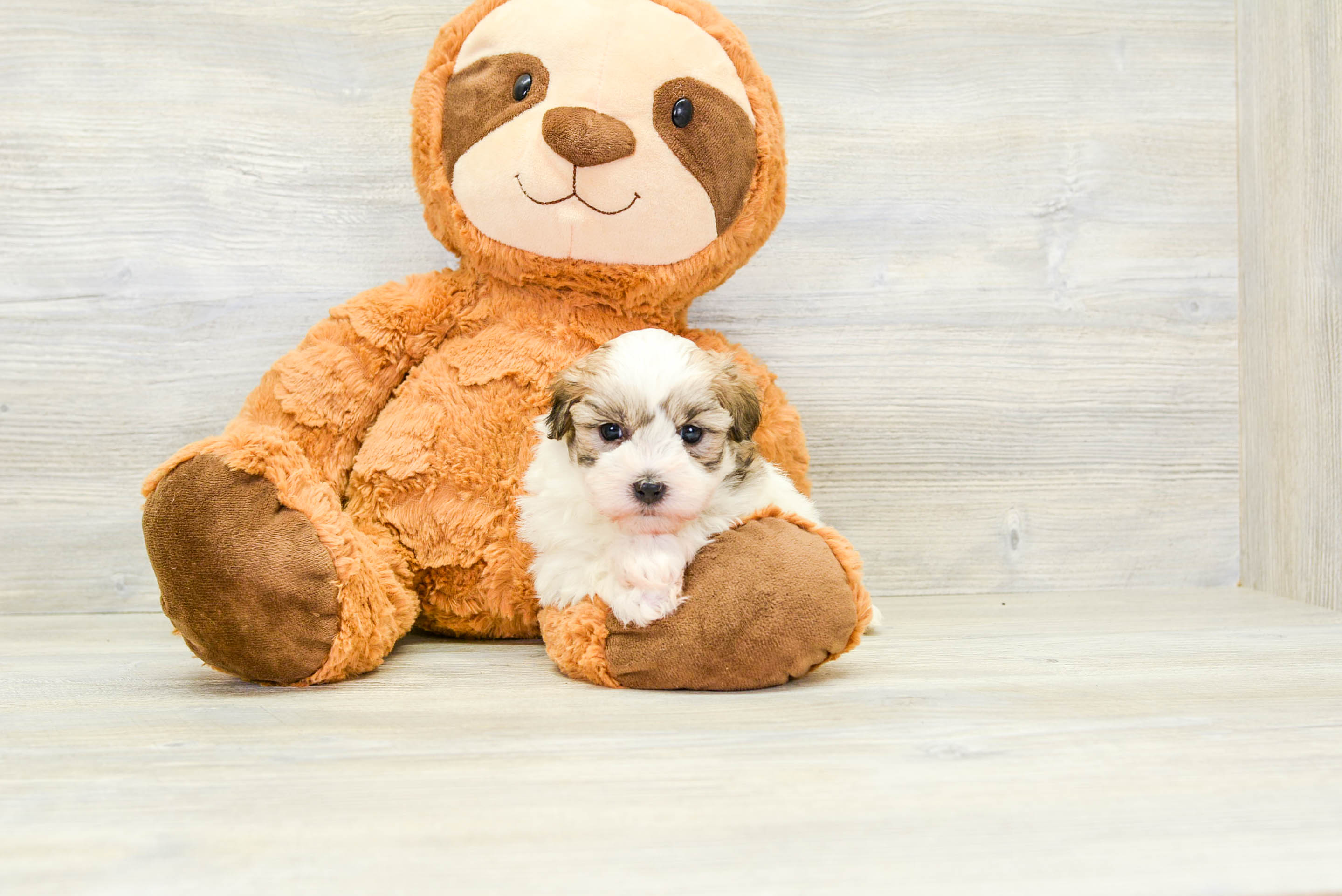 Best Havanese Baby