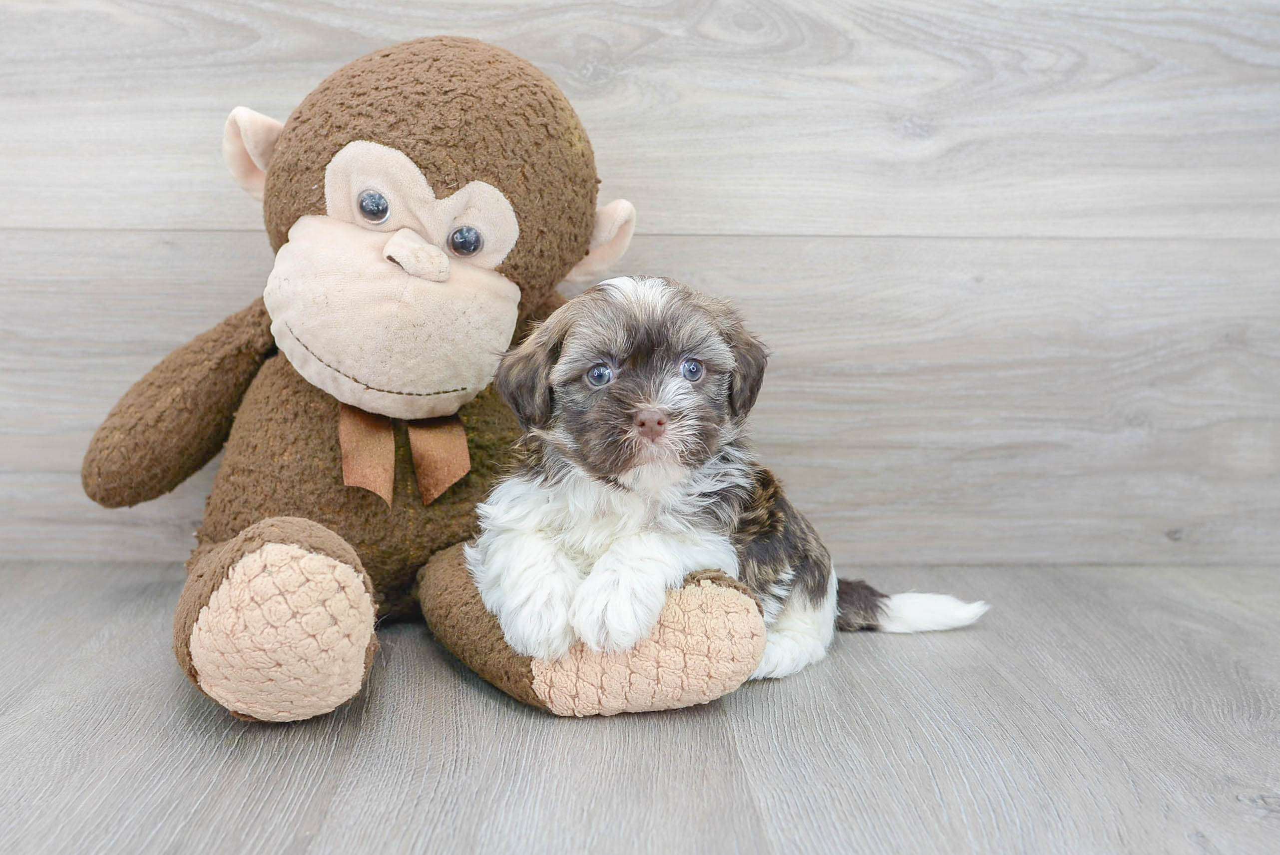 Best Havanese Baby