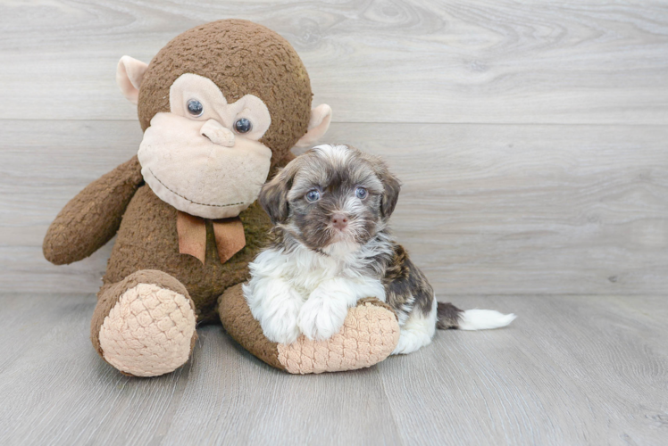 Meet Guapo - our Havanese Puppy Photo 1/3 - Puppy Love PR Best Havanese Baby