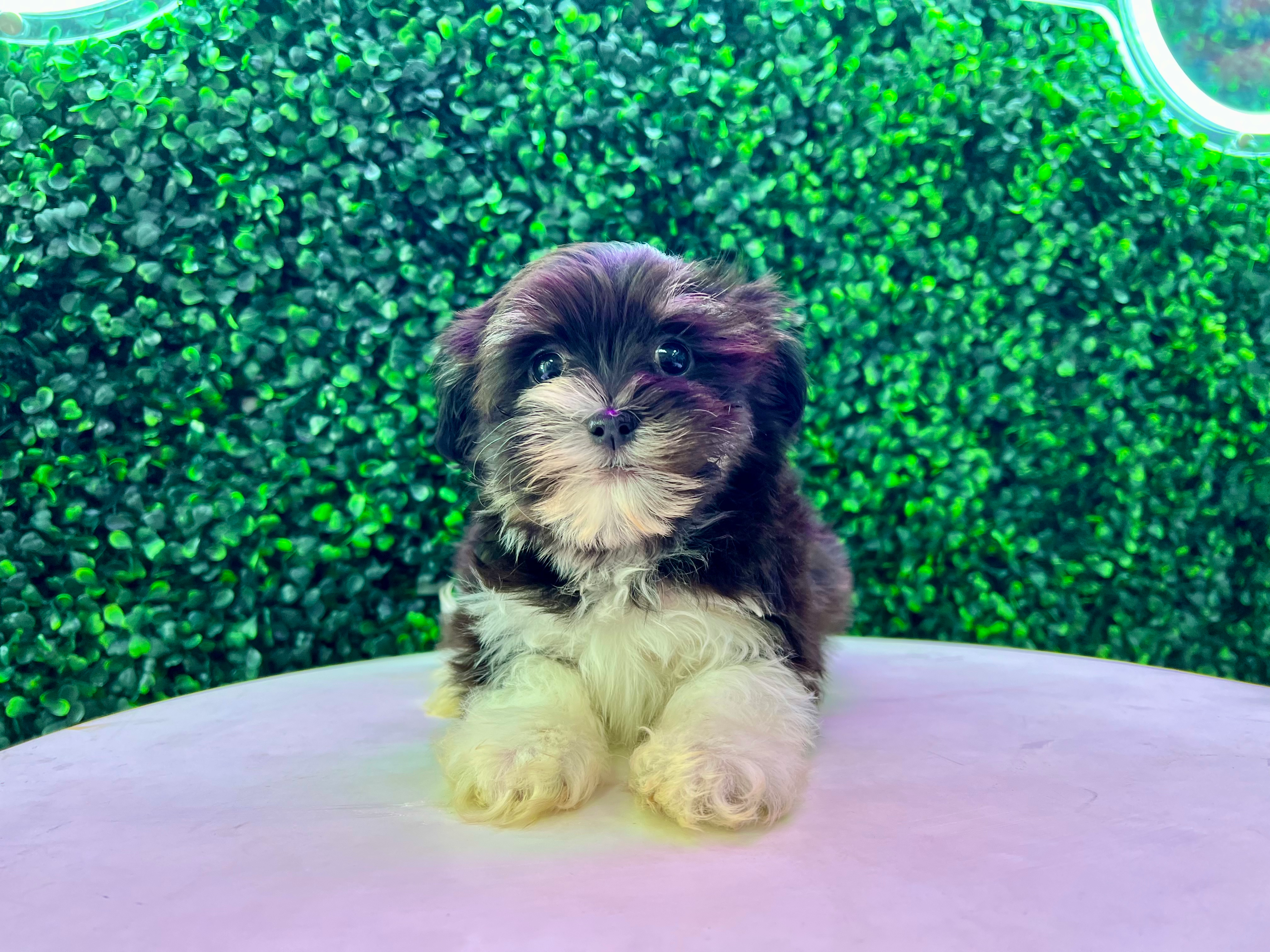 Best Havanese Baby