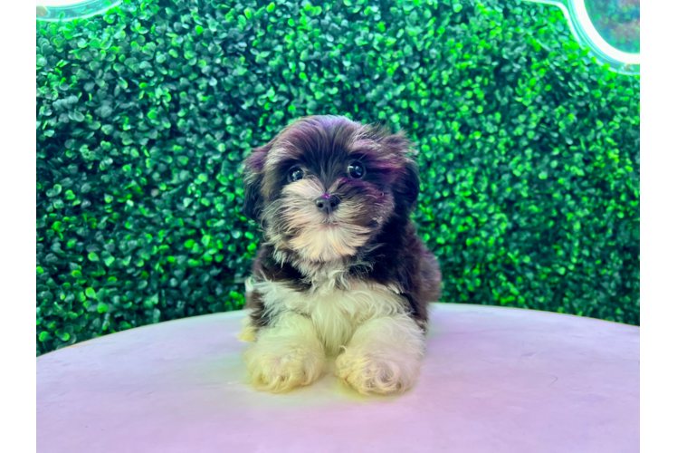 Meet Hamlin - our Havanese Puppy Photo 1/4 - Puppy Love PR Best Havanese Baby