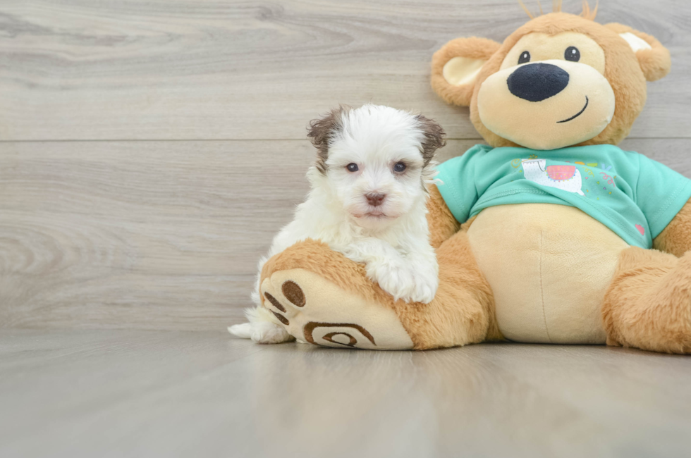 6 week old Havanese Puppy For Sale - Puppy Love PR