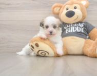 7 week old Havanese Puppy For Sale - Puppy Love PR