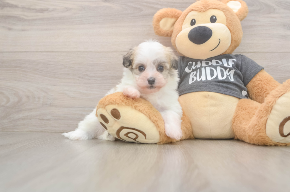 7 week old Havanese Puppy For Sale - Puppy Love PR