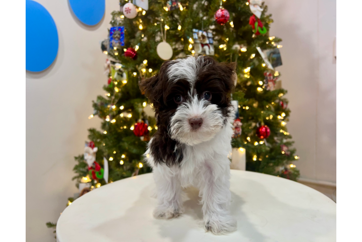 Havanese Pup Being Cute