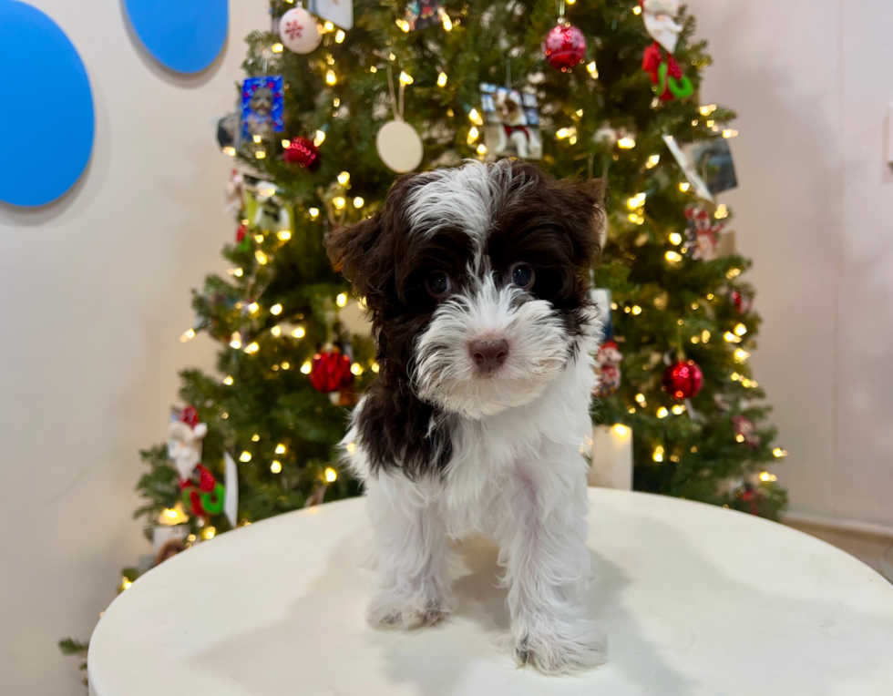 Havanese Pup Being Cute