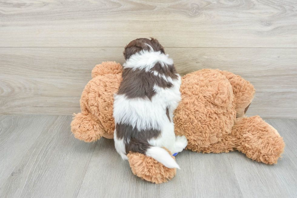 Havanese Puppy for Adoption