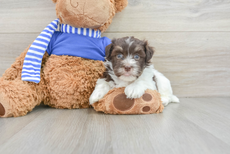 Friendly Havanese Purebred Pup