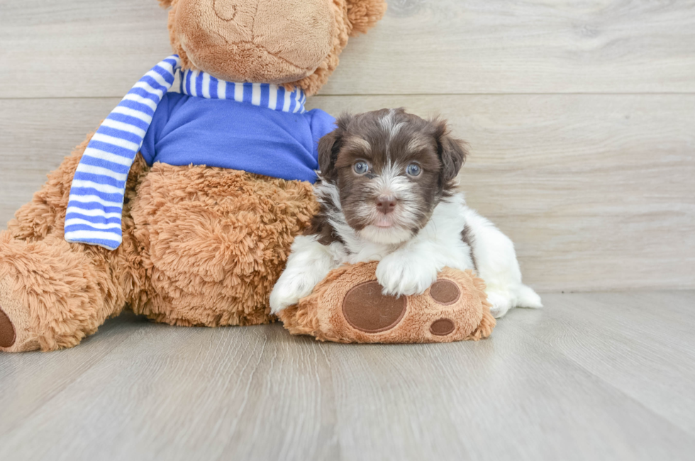 6 week old Havanese Puppy For Sale - Puppy Love PR