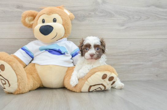 Havanese Pup Being Cute