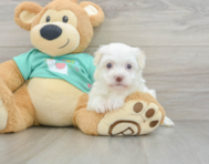 7 week old Havanese Puppy For Sale - Puppy Love PR