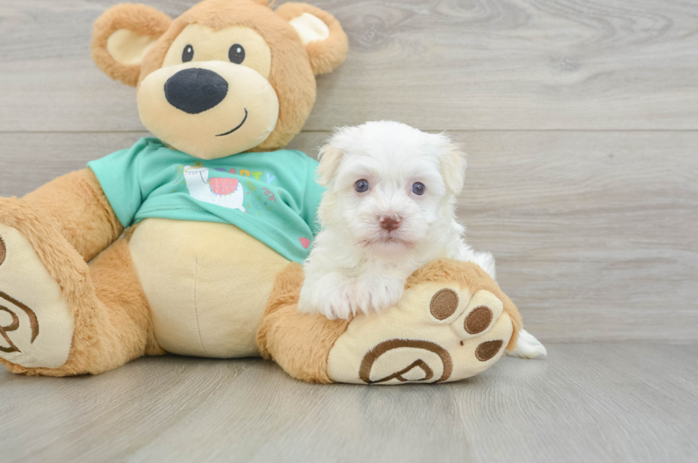 6 week old Havanese Puppy For Sale - Puppy Love PR