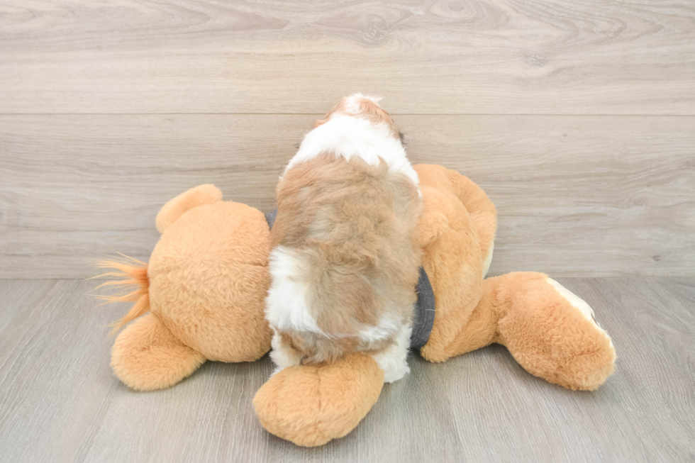 Best Havanese Baby