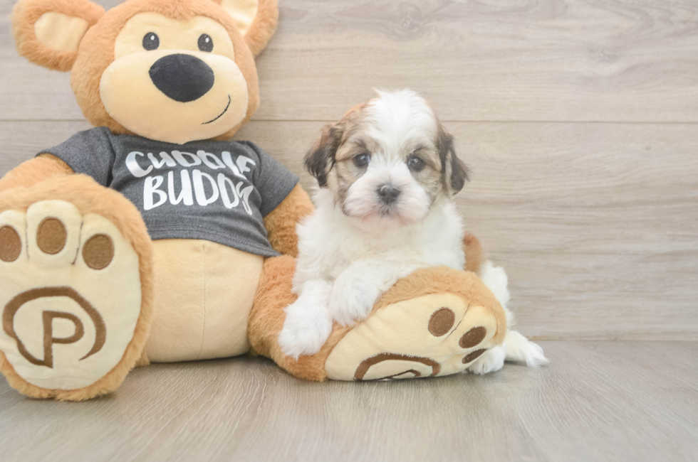 5 week old Havanese Puppy For Sale - Puppy Love PR