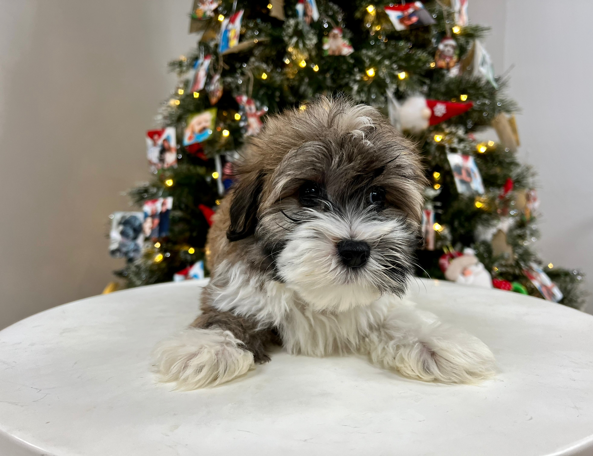 Cute Havanese Purebred Puppy