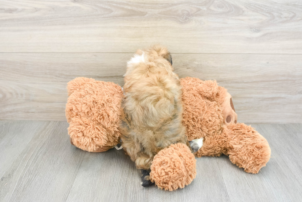 Adorable Havanezer Purebred Puppy