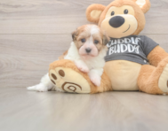 7 week old Havanese Puppy For Sale - Puppy Love PR