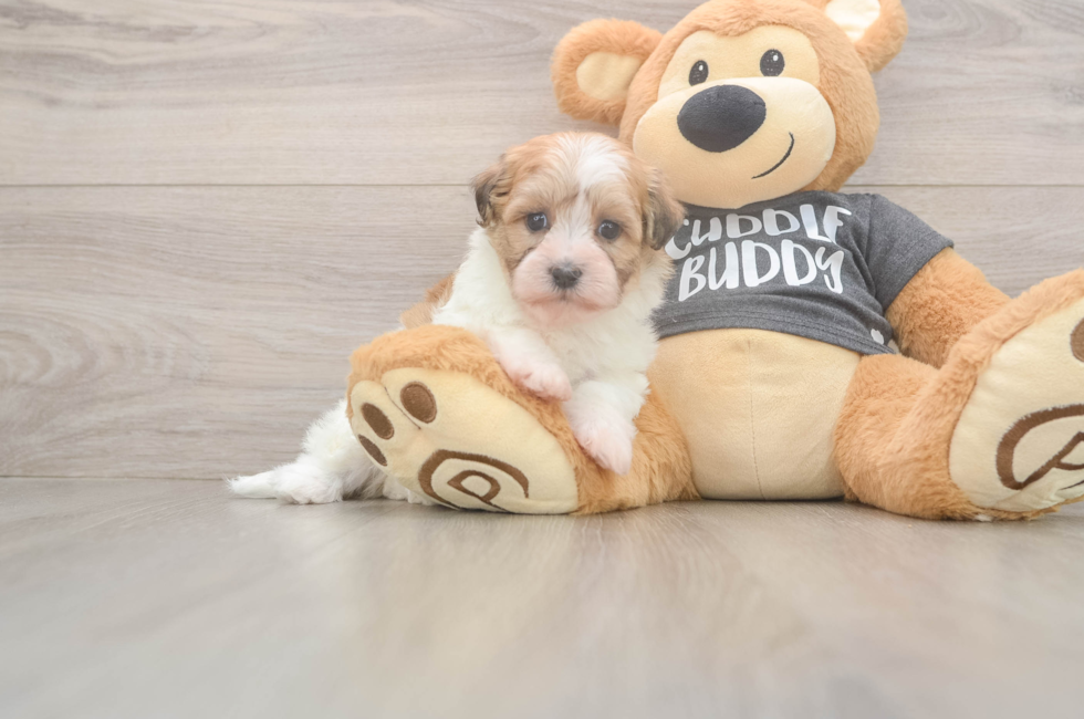 7 week old Havanese Puppy For Sale - Puppy Love PR