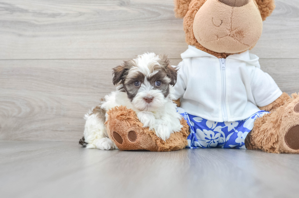 7 week old Havanese Puppy For Sale - Puppy Love PR