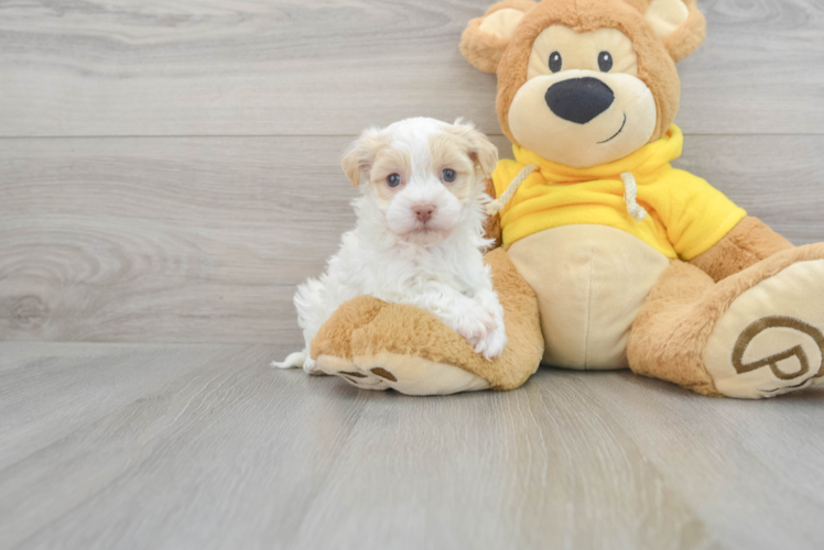 Havanese Puppy for Adoption