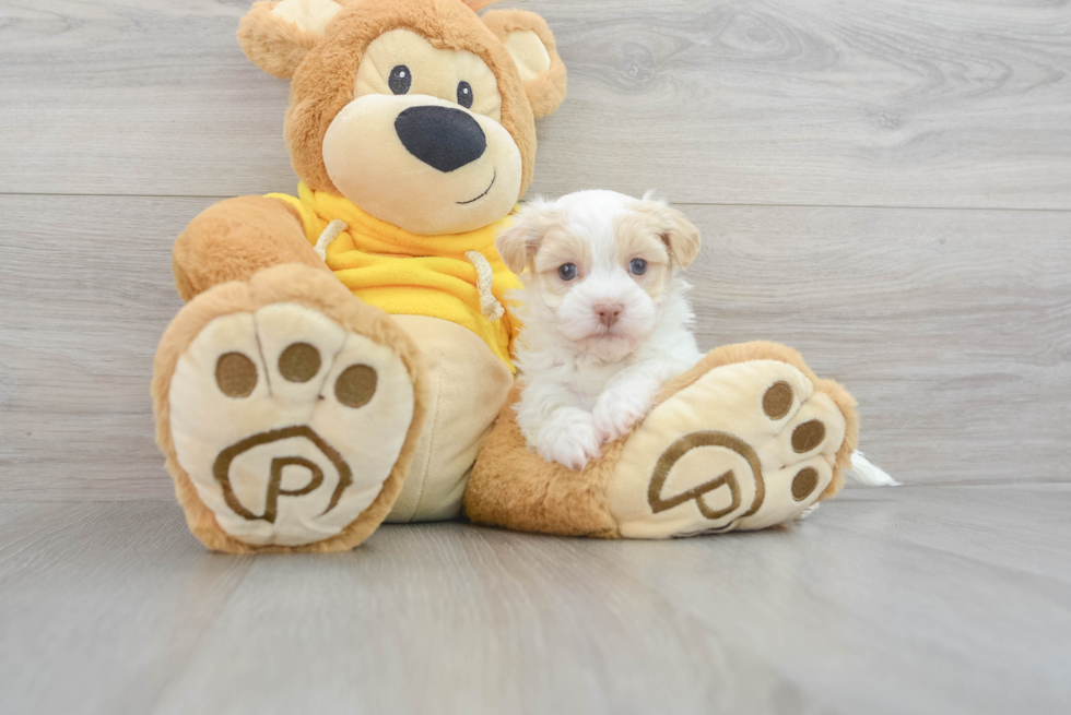 Akc Registered Havanese Purebred Pup