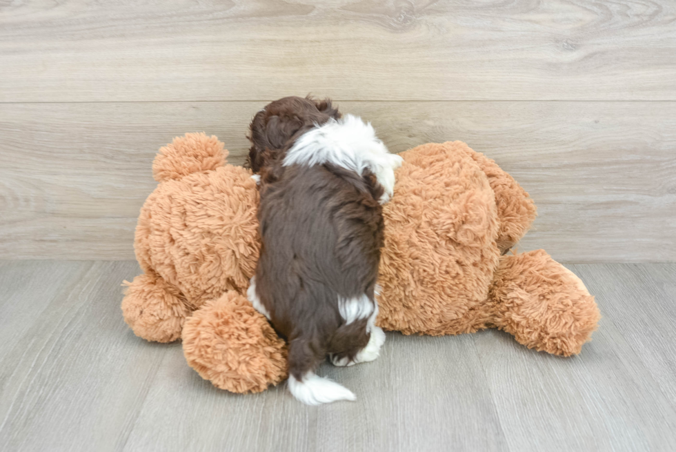 Happy Havanese Cuban Bichon Purebred Puppy