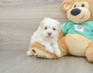 7 week old Havanese Puppy For Sale - Puppy Love PR