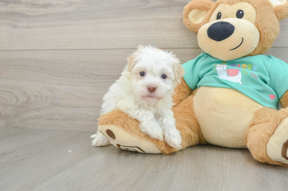 6 week old Havanese Puppy For Sale - Puppy Love PR