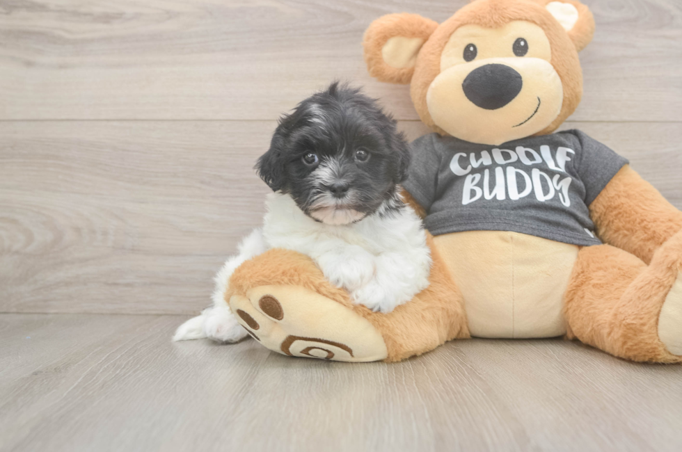5 week old Havanese Puppy For Sale - Puppy Love PR