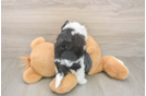 Best Havanese Baby