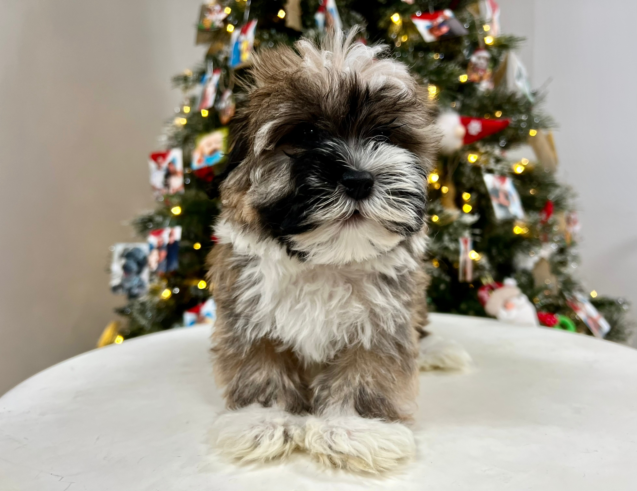 Havanese Puppy for Adoption