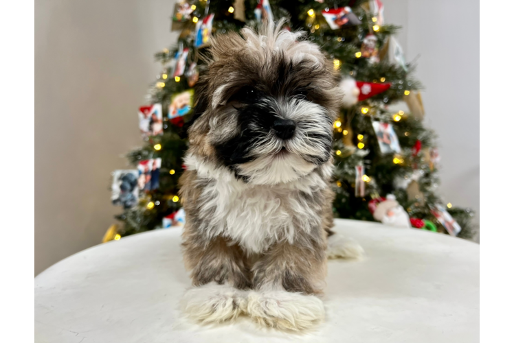 Meet Heaven - our Havanese Puppy Photo 1/1 - Puppy Love PR Havanese Puppy for Adoption