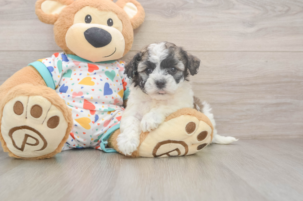 5 week old Havanese Puppy For Sale - Puppy Love PR