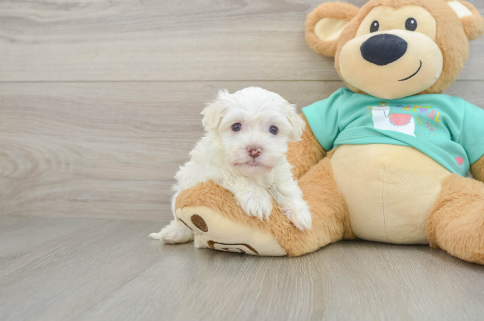 6 week old Havanese Puppy For Sale - Puppy Love PR